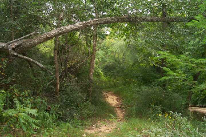 Craig Mill Trail